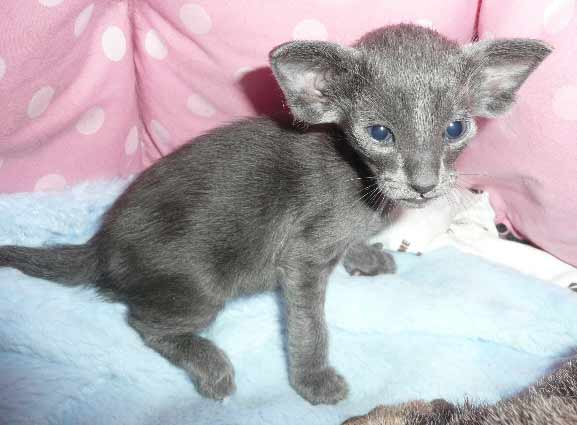 blue oriental cat