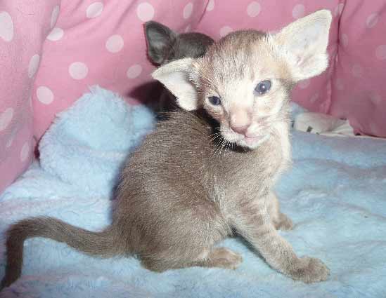 oriental shorthair kitten price