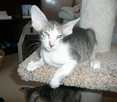 short hair tabby kitten. Blue Tabby with white Male