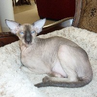 Seal Point Peterbald